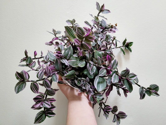 Tradescantia Continental ‘Mini Pink’