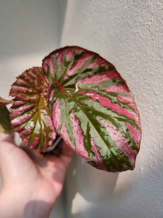 Begonia brevirimosa ssp. ‘Exotica’