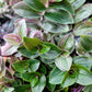 Tradescantia Continental ‘Sweet Tabby’