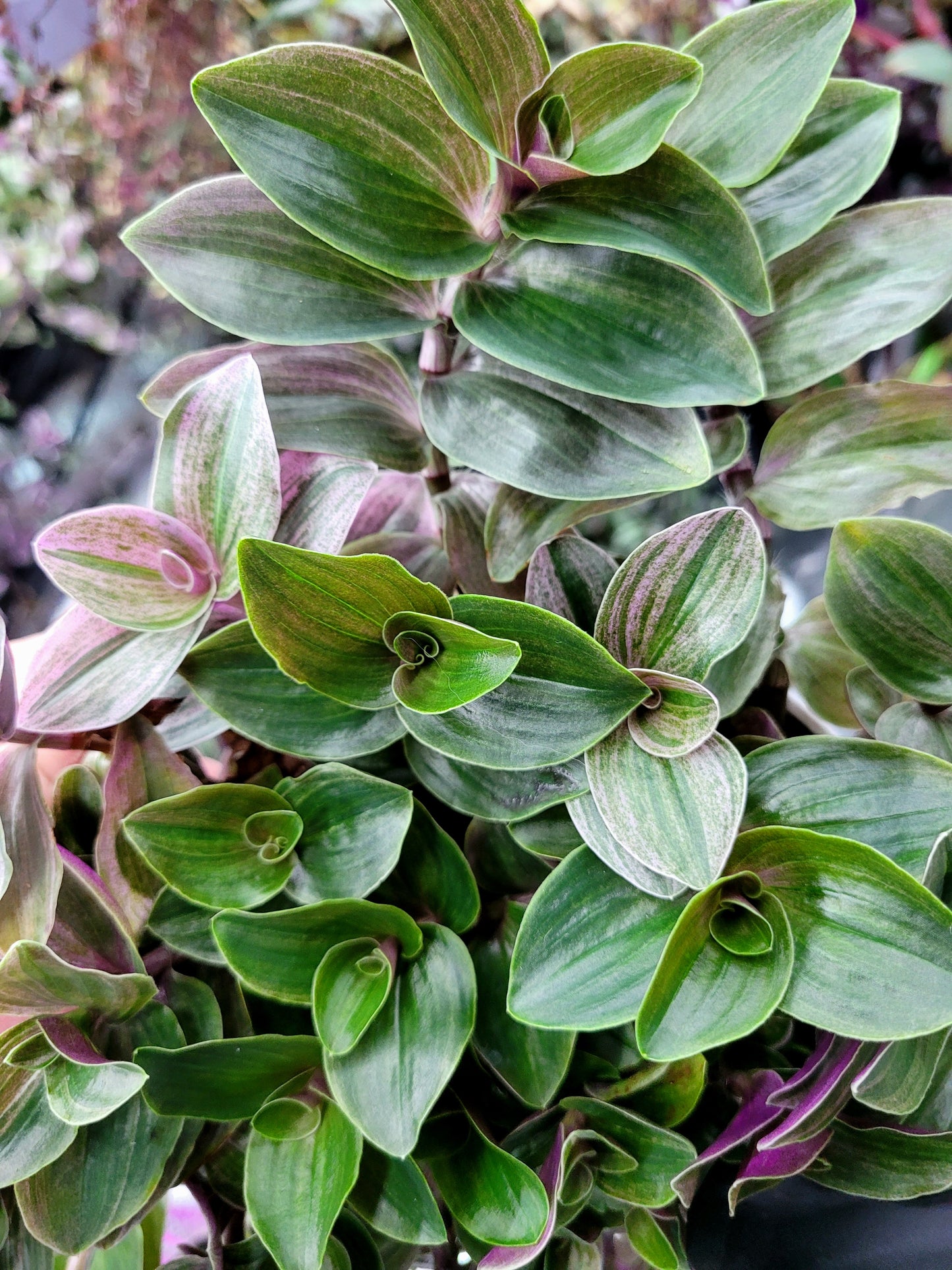 Tradescantia Continental ‘Sweet Tabby’