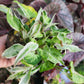 Syngonium Podophyllum ‘Starlite’