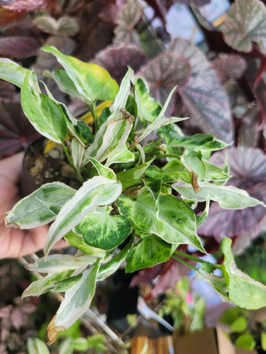 Syngonium Podophyllum ‘Starlite’