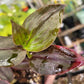 Tradescantia Zebrina ‘Purpusii’