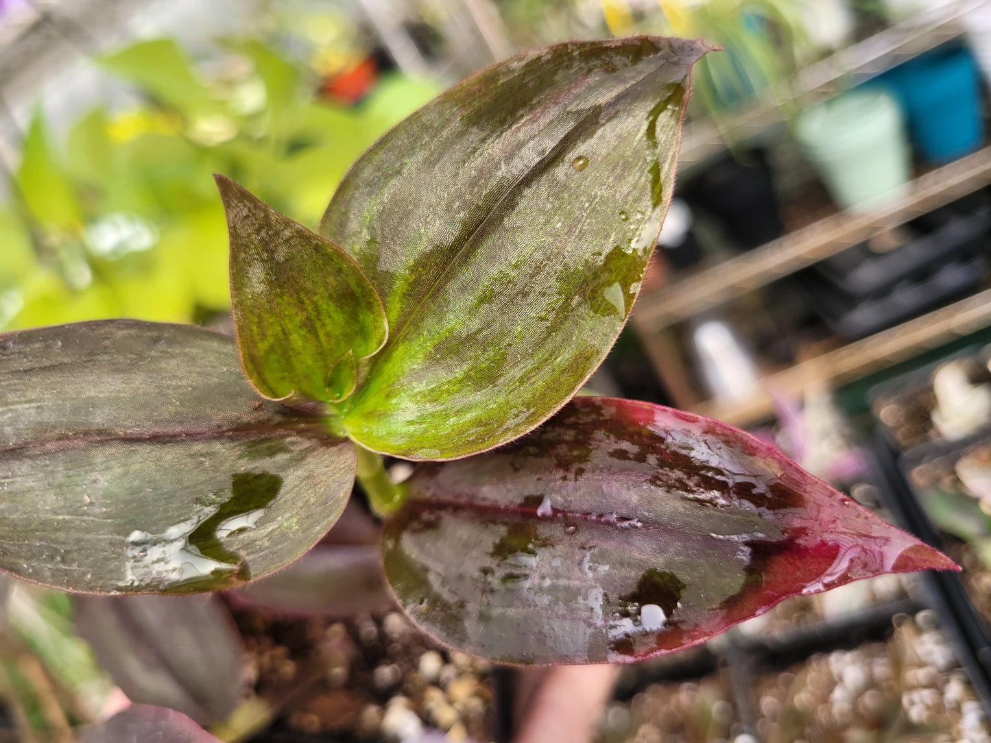 Tradescantia Zebrina ‘Purpusii’