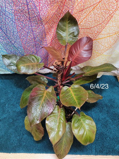 Philodendron ‘McColley’s Finale’