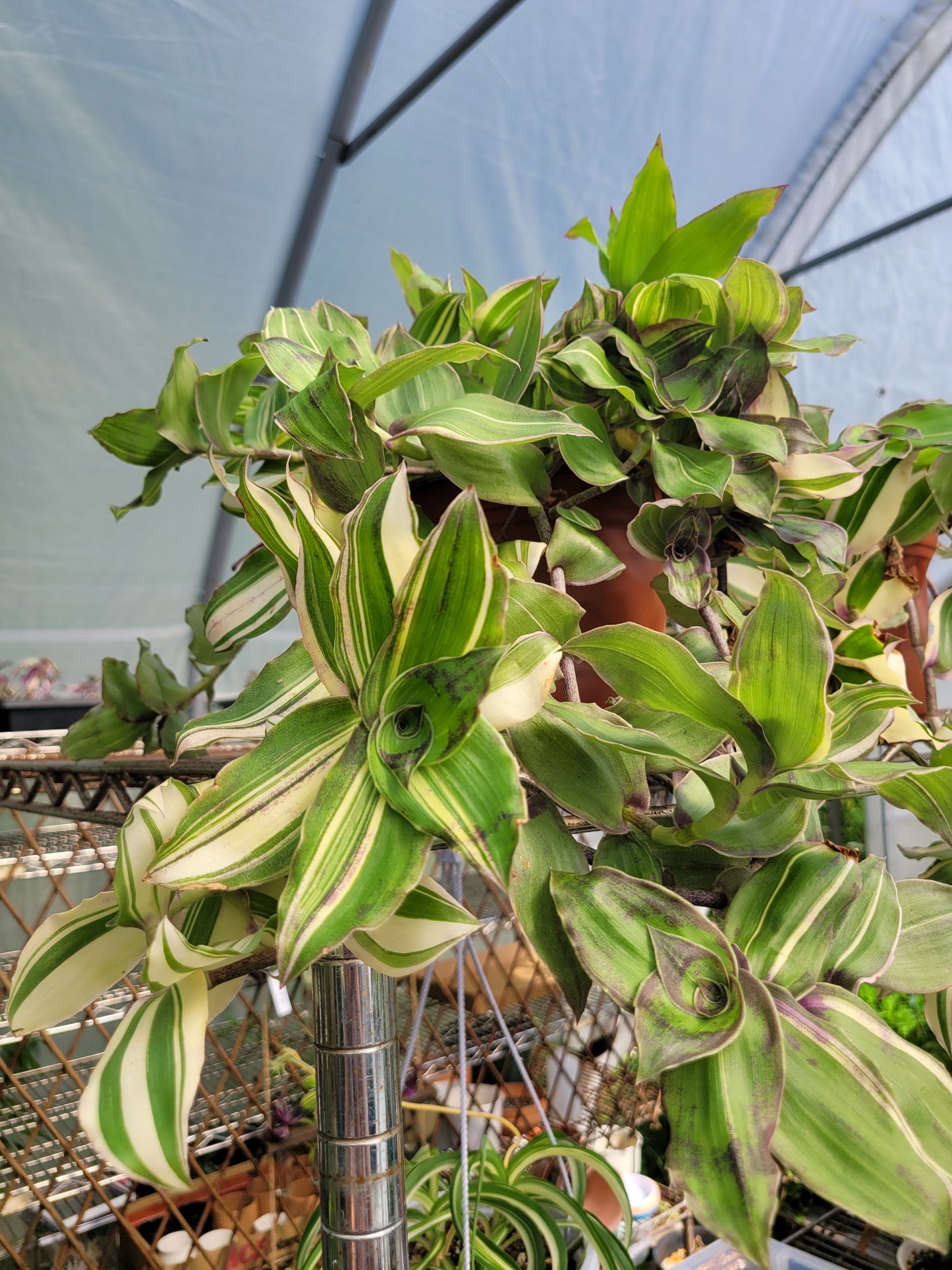 Callisia Soconuscensis ‘Variegata’