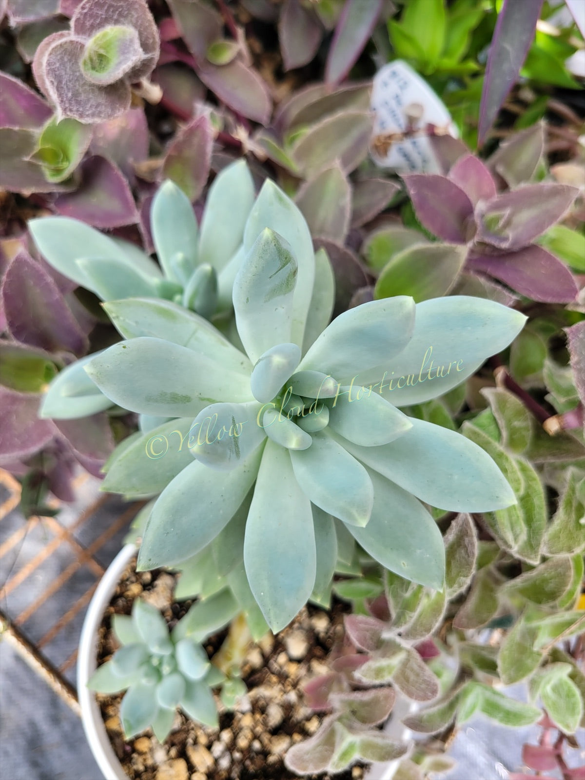 Pachyphytum ‘Moon Silver’