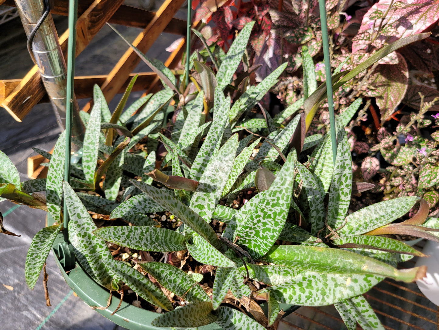 Ledebouria Socialis ‘Violacea’ (“Silver Squill/Leopard Lily”)