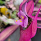 Tradescantia Pallida ‘Pink Stripe’