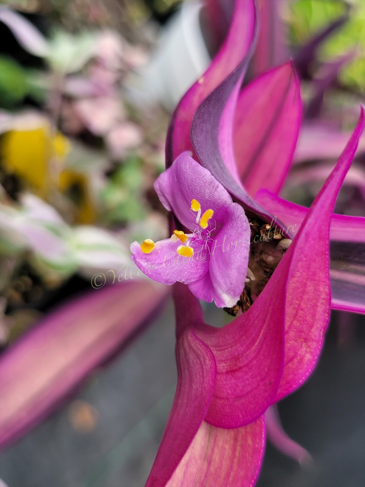 Tradescantia Pallida ‘Pink Stripe’