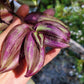 Tradescantia Zebrina ‘Violet Hill’ (“Silver Plus”)