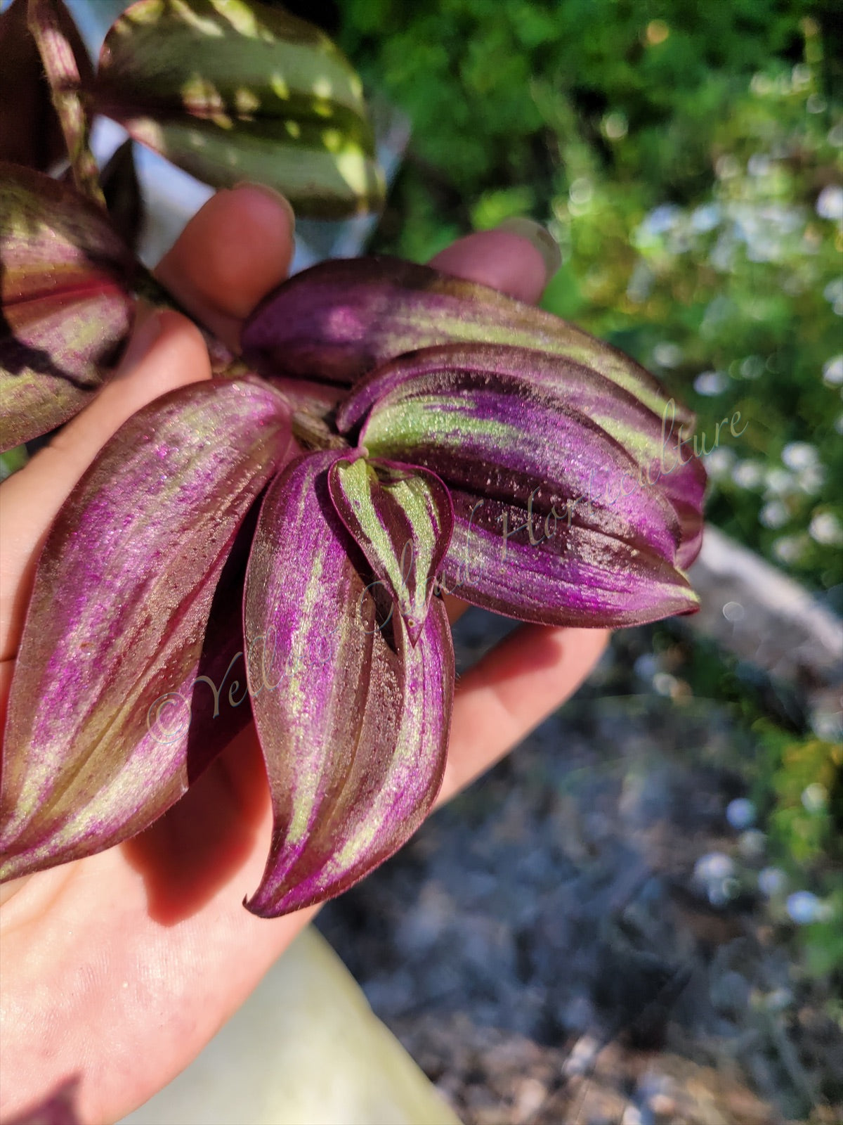 Tradescantia Zebrina ‘Violet Hill’ (“Silver Plus”)