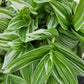 Tradescantia Continental ‘TPIWH01-0’ (“Pistachio White”)