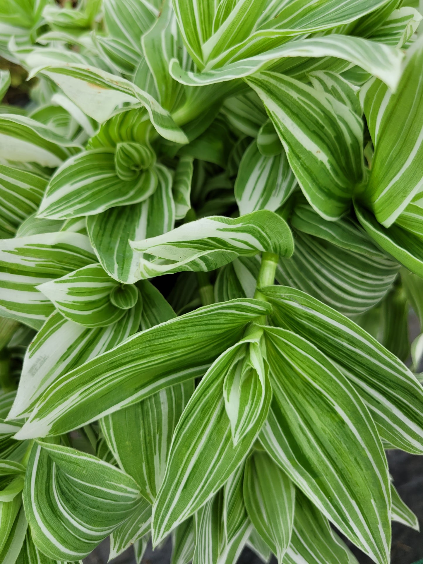 Tradescantia Continental ‘TPIWH01-0’ (“Pistachio White”)