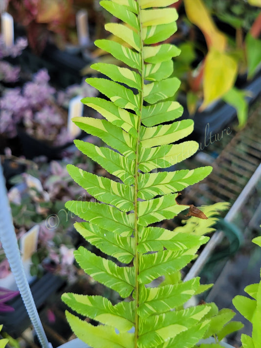 Nephrolepis Exaltata ‘Tiger Fern’