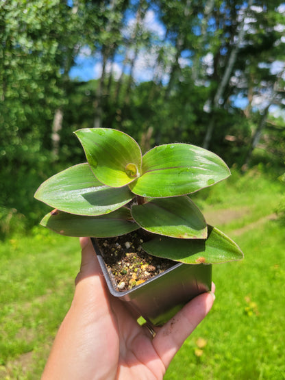 Tradescantia Cerinthoides ‘Red Hill’