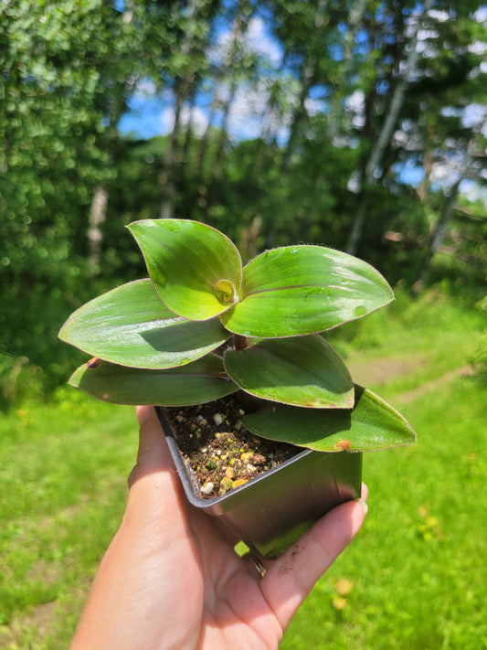 Tradescantia Cerinthoides ‘Red Hill’