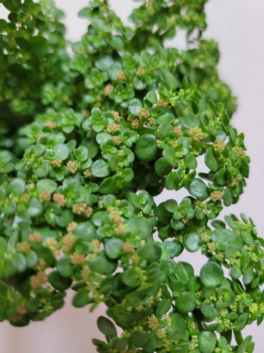 Pilea microphylla (Artillery Plant)
