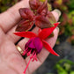 Fuchsia austromontana 'Autumnale'