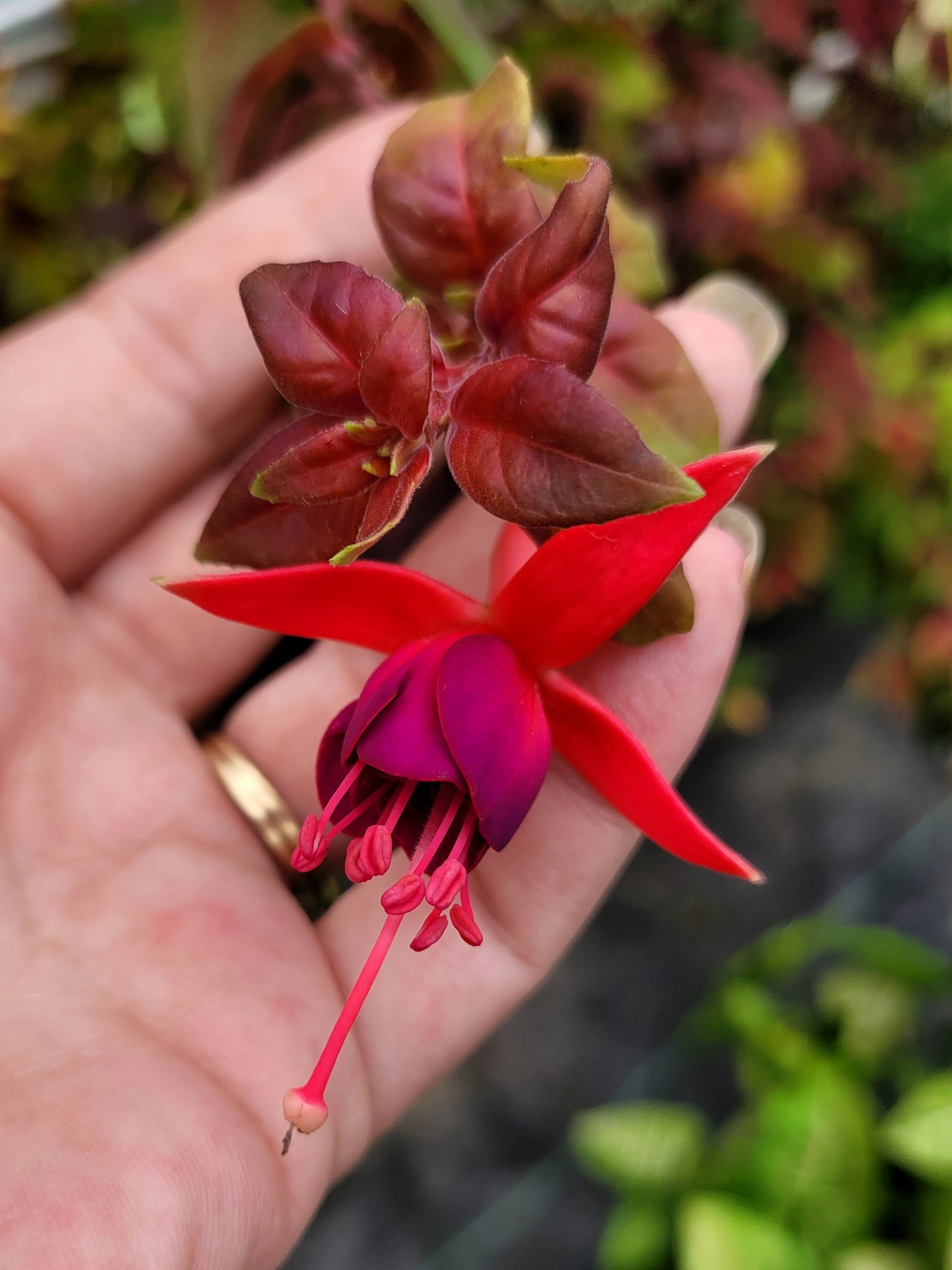 Fuchsia austromontana 'Autumnale'