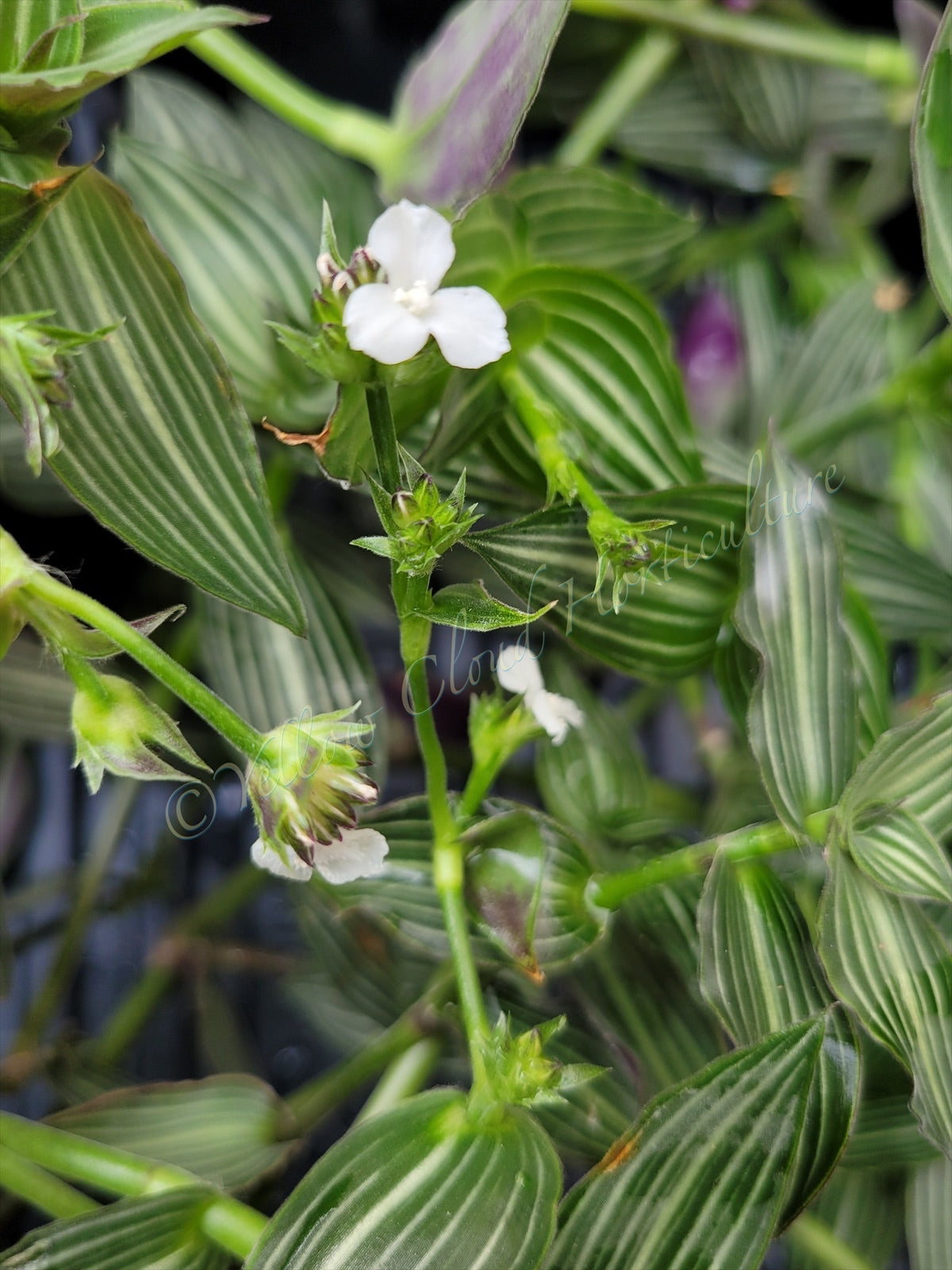 Callisia Gentlei var ‘Elegans’