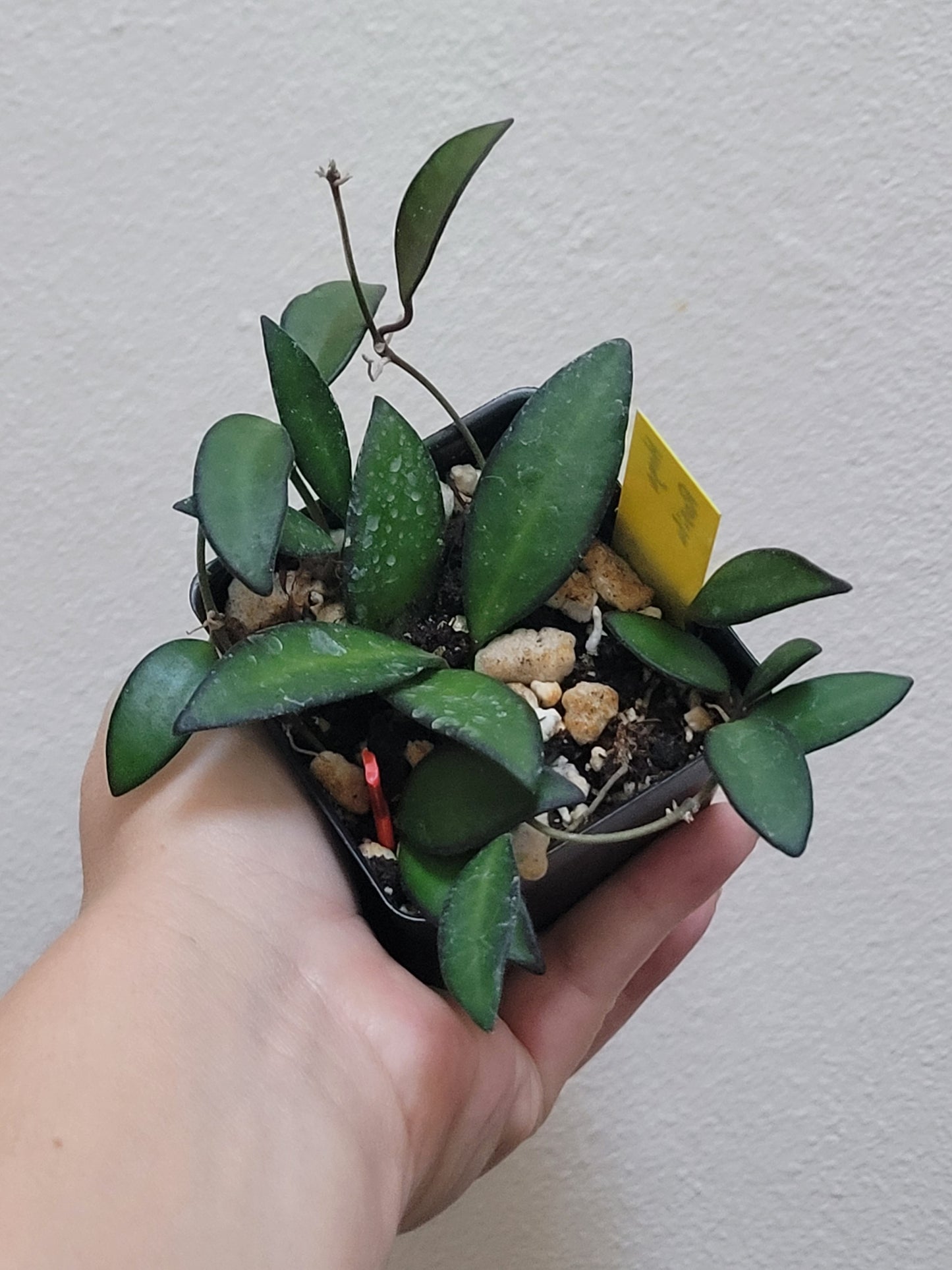 Hoya cv. Rosita