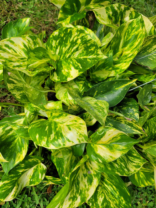 Epipremnum Aureum ‘Patricio’