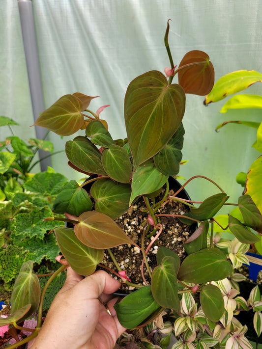 Philodendron Micans