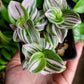 Tradescantia Continental ‘Pink Clone’