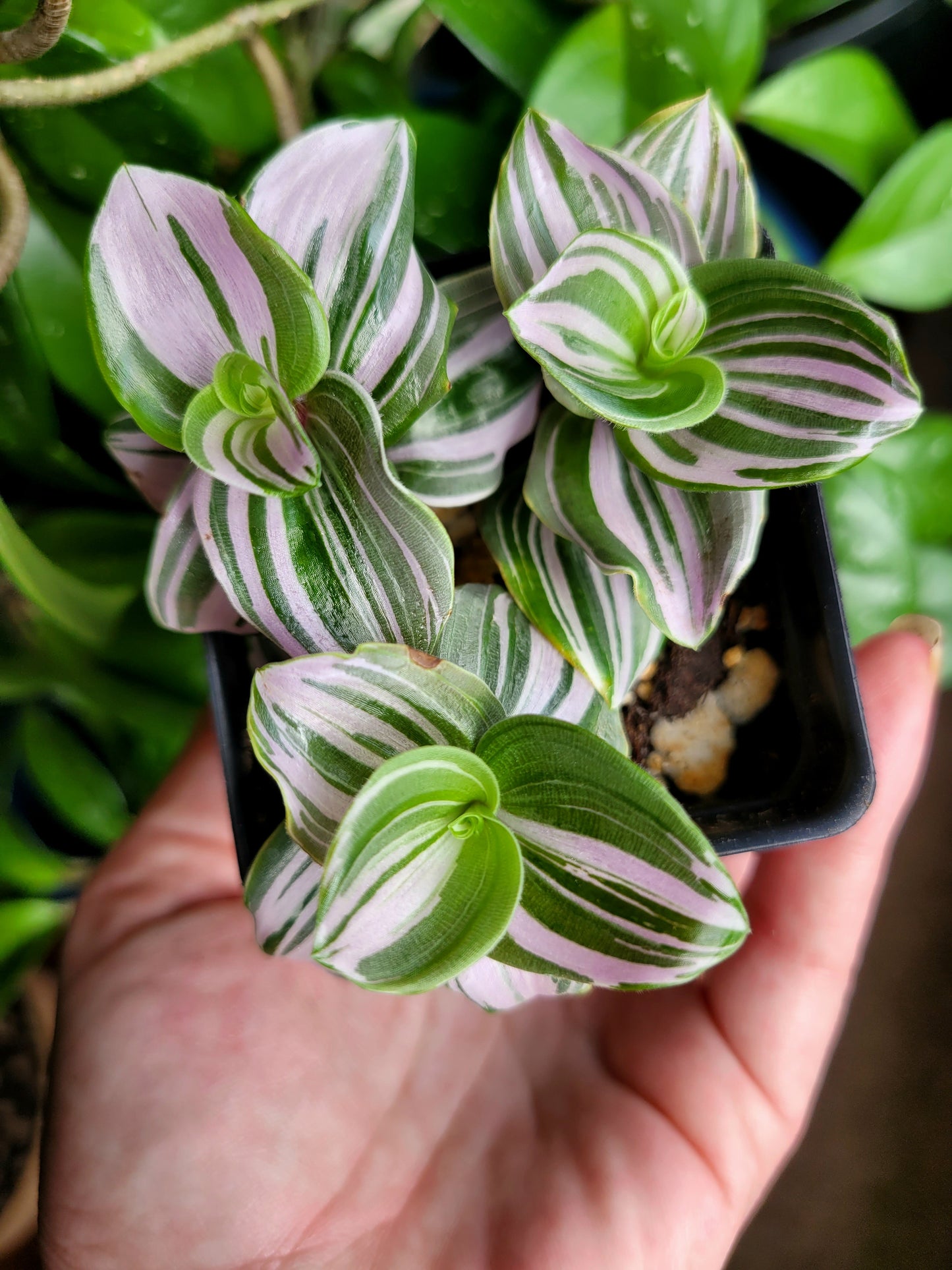 Tradescantia Continental ‘Pink Clone’