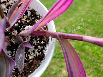 Tradescantia Pallida ‘Pink Stripe’