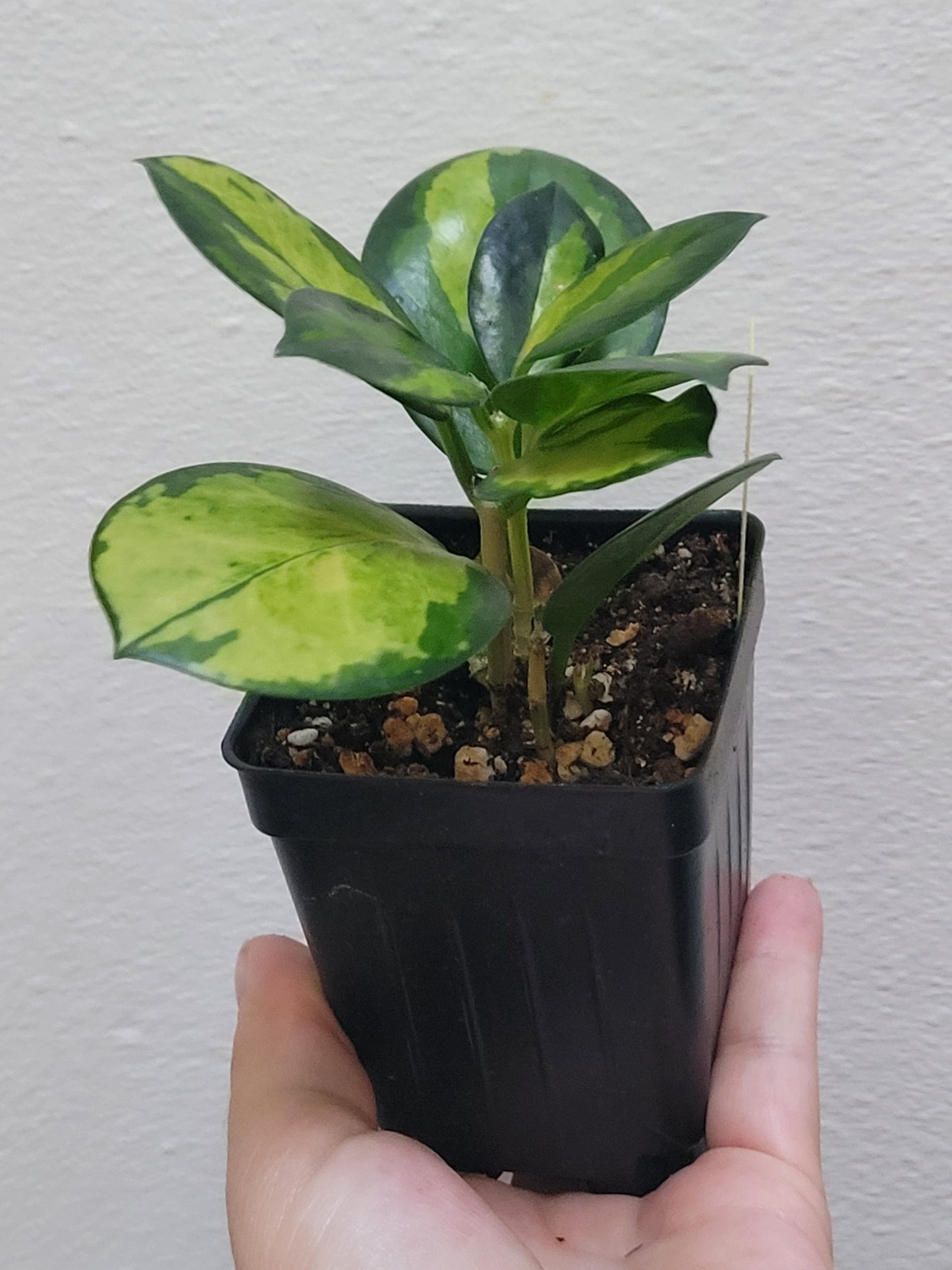 Hoya australis ‘Lisa’