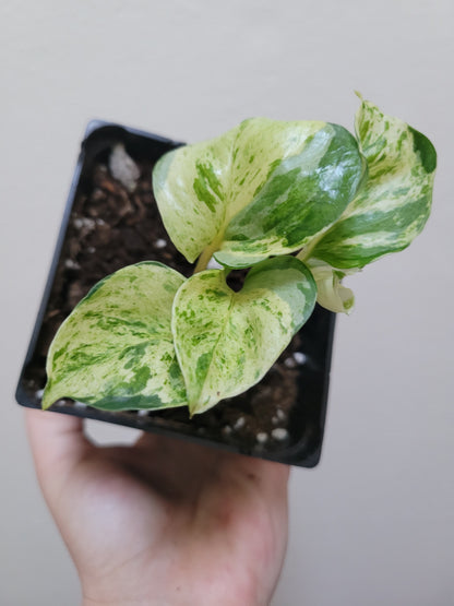 Epipremnum Aureum ‘Manjula’ Pothos