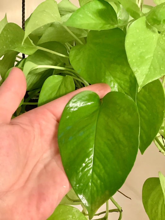 Epipremnum Aureum ‘Neon’ Pothos