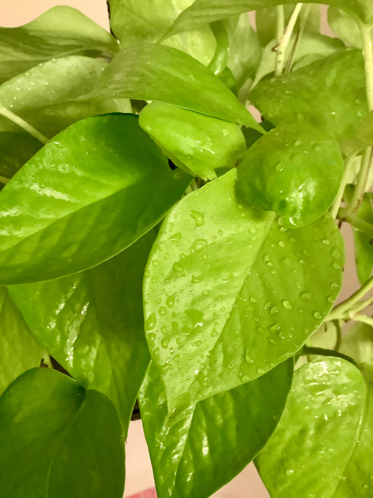 Epipremnum Aureum ‘Neon’ Pothos