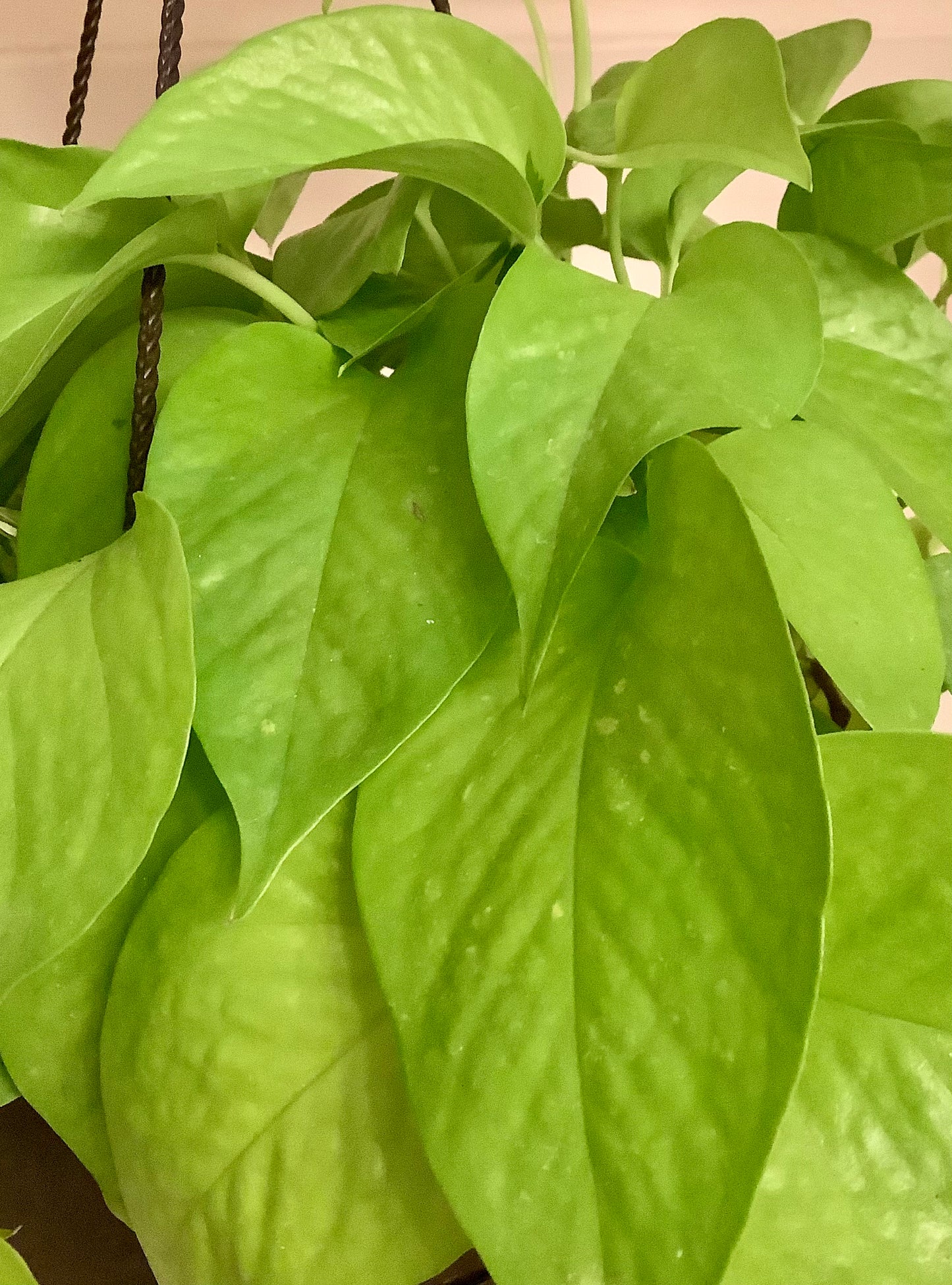 Epipremnum Aureum ‘Neon’ Pothos