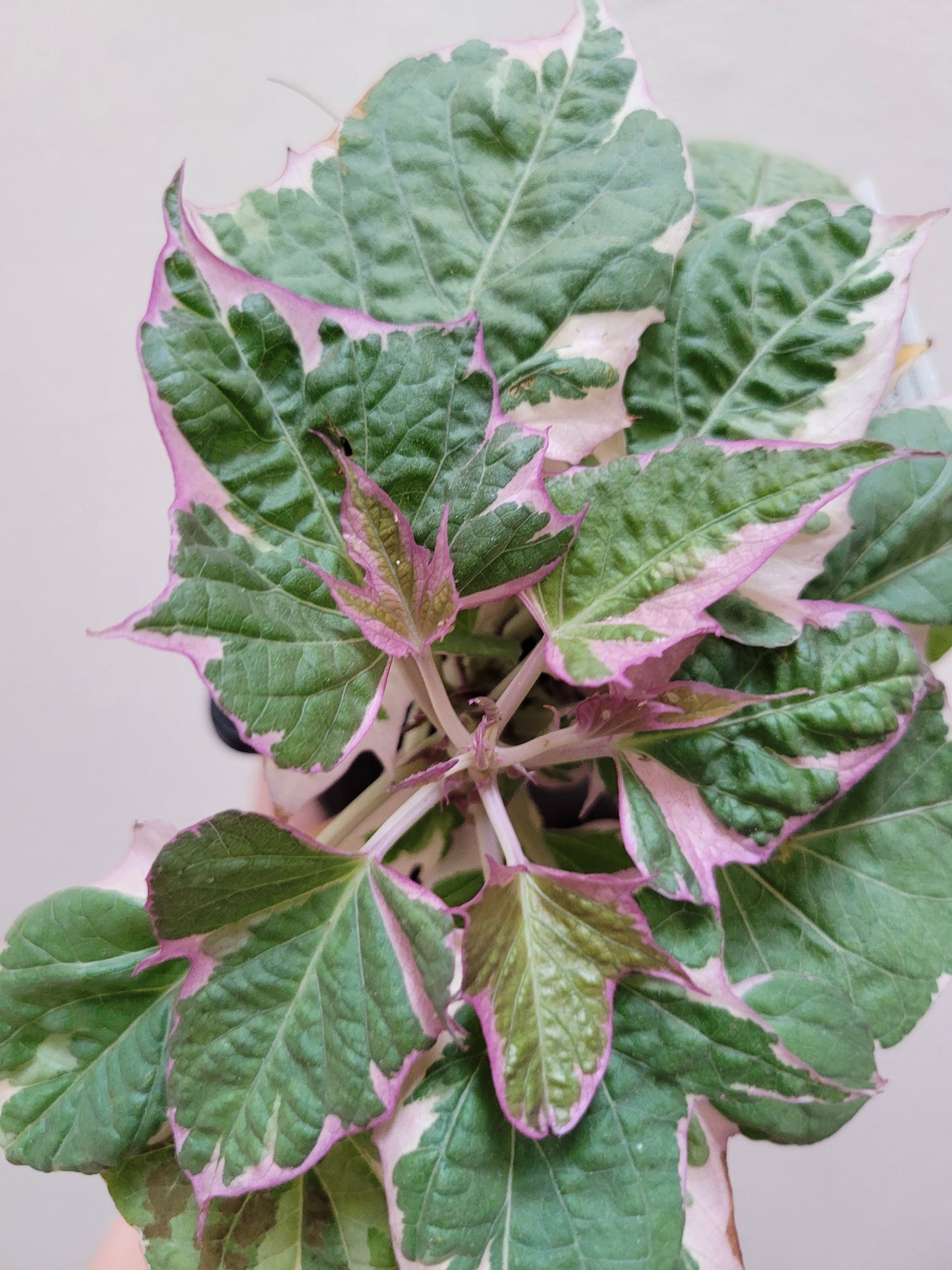 Ipomoea Batatas ‘Tricolor’ (Variegated sweet potato vine)
