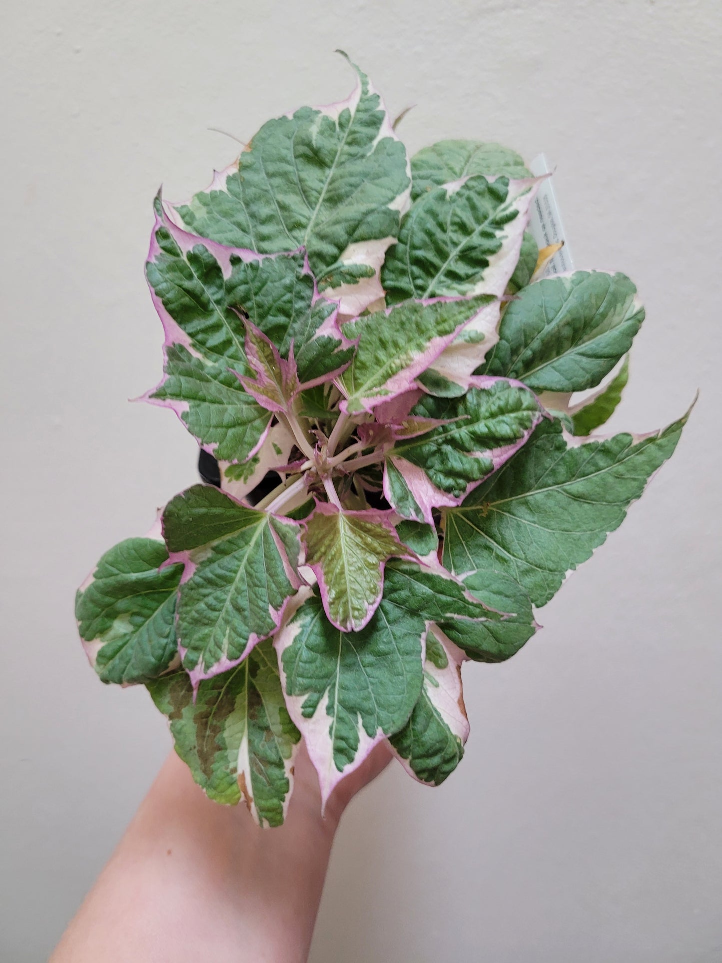 Ipomoea Batatas ‘Tricolor’ (Variegated sweet potato vine)