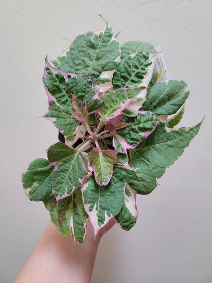 Ipomoea Batatas ‘Tricolor’ (Variegated sweet potato vine)