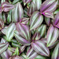 Tradescantia Zebrina ‘Evanesce’