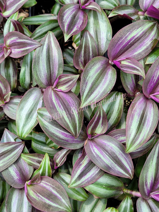 Tradescantia Zebrina ‘Evanesce’