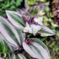 Tradescantia Cerinthoides ‘Nanouk’ (“Fantasy Venice” “Bubblegum”)