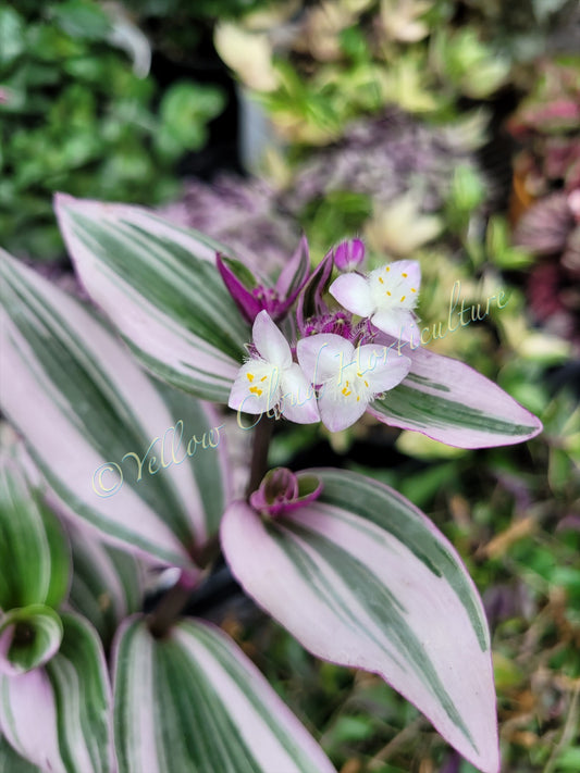 Tradescantia Cerinthoides ‘Nanouk’ (“Fantasy Venice” “Bubblegum”)