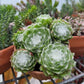 Sempervivum arachnoideum “Cobweb Hen & Chicks”