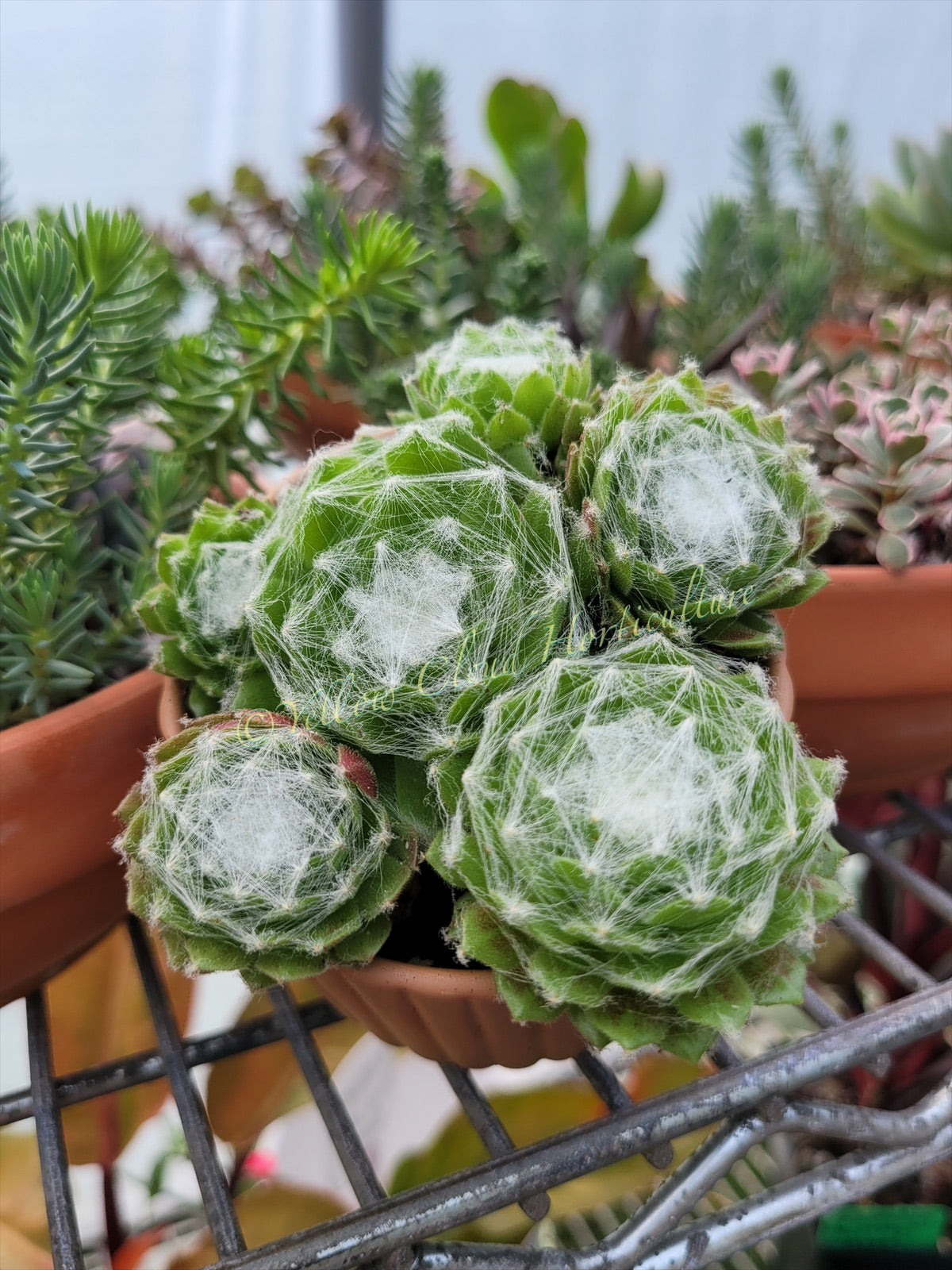 Sempervivum arachnoideum “Cobweb Hen & Chicks”