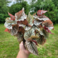 Angel Wing Begonia ‘Looking Glass’