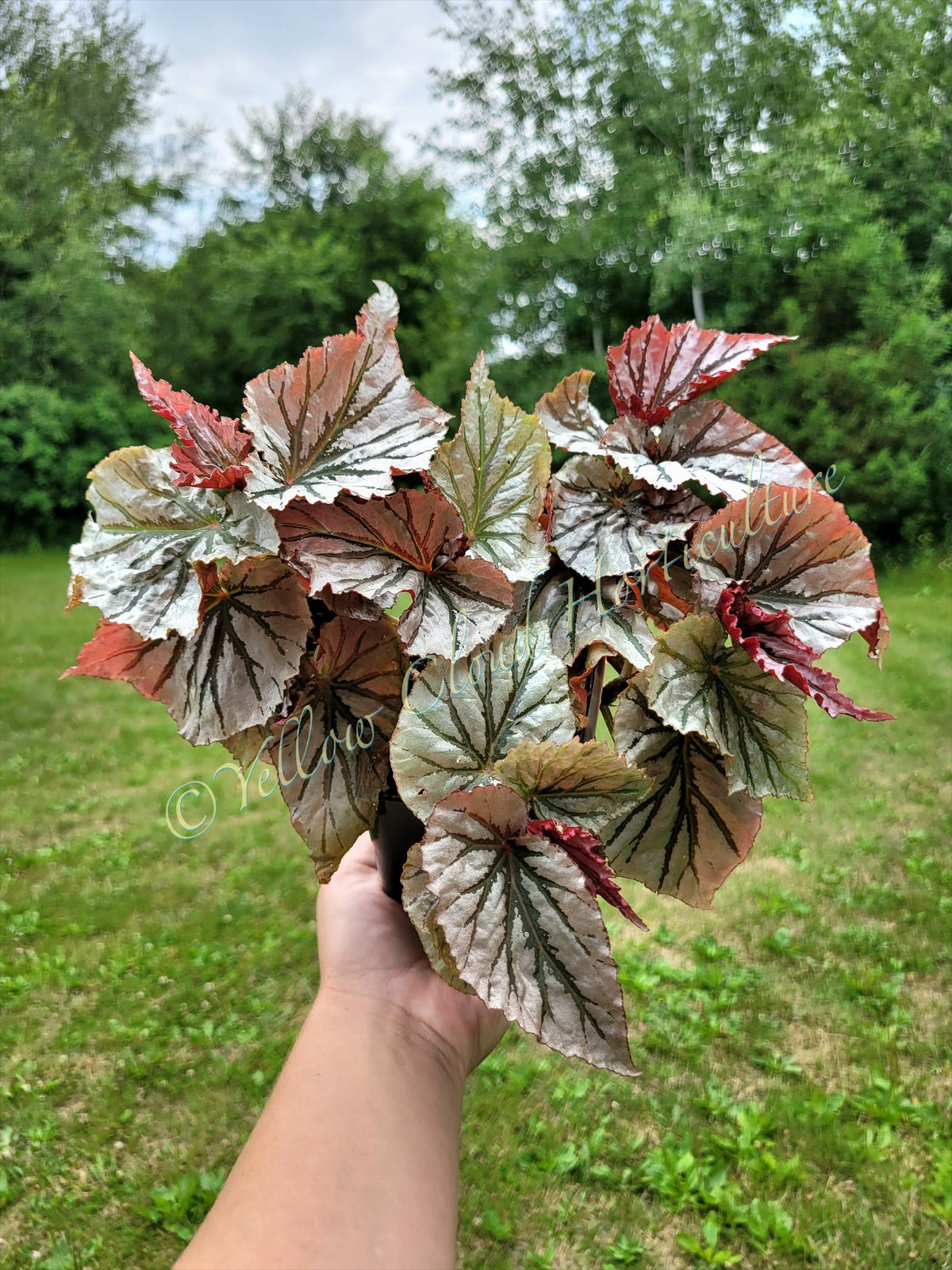 Angel Wing Begonia ‘Looking Glass’