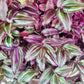 Tradescantia Zebrina Discolor-Multicolor Variation