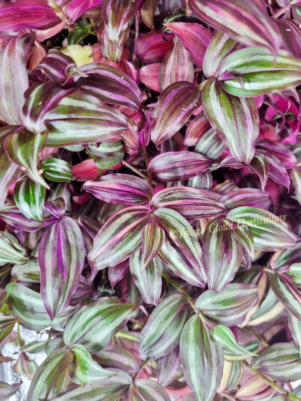 Tradescantia Zebrina Discolor-Multicolor Variation