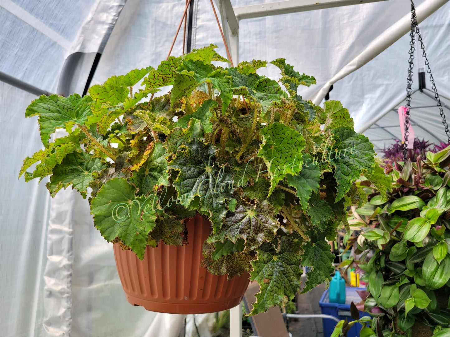 Rex Begonia ‘Harmony’s Ray Glo’